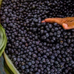 Processamento da polpa do açaí, que representa 15% do fruto, gera um problema ambiental nas regiões produtoras, — Foto: Canva/Creative Commons