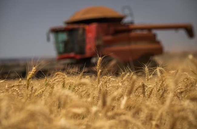 A safra de trigo deste ano foi projetada em 7,536 milhões de toneladas, 4,5% inferior à de 2024 — Foto: Wenderson Araujo/CNA